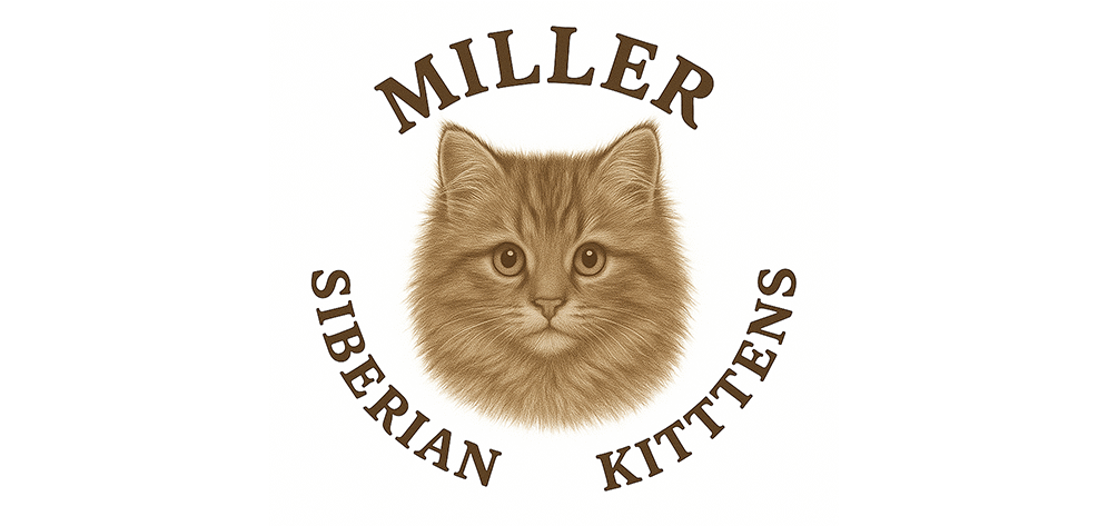 Miller's Siberian Kittens